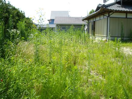 庭です