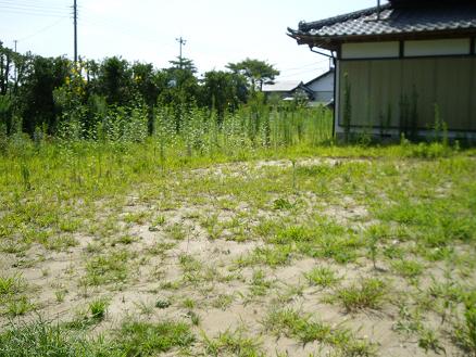 庭です