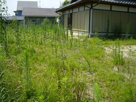 庭です