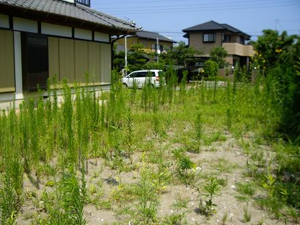 庭です